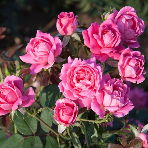 Rosa x Double Pink Knock Out Rose | SiteOne US
